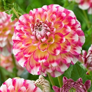 Клубень НВМ Георгина Шаровидная Гаваи нл (II) 1шт