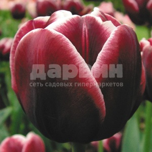 Луковица тюльпан Александр Пушкин 11/12, 5 шт/уп