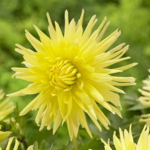 Клубень НВМ Георгина Бахромчатая Йеллоу Стар (II) 1шт