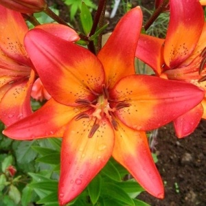 Луковица НВМ Лилия Роял Сансет 12/14 3шт/уп