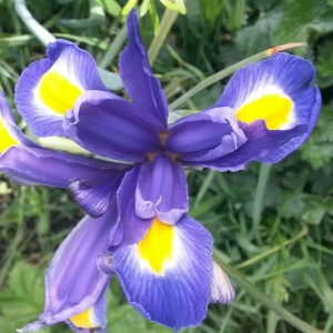 Луковица НВМ Ирис Голландский Блю 7/8 10шт