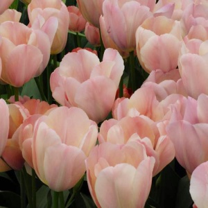 Луковица НВМ Тюльпан Мистик Ван Эйк 10/11 розовый 5шт