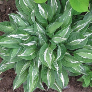 Корневище НВМ Хоста Снейк Айс (I) 1шт (I)