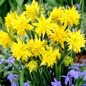 Луковица НВМ Нарцисс Рип ван Винкл 8/10 желтый 5шт