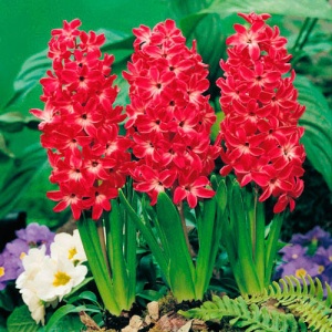 Луковица НВМ Гиацинт Ред Мэджик 15/16 ярко-красный 3шт