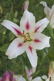 Луковица НВМ Лилия Лейтлинии 14/16 1шт/уп