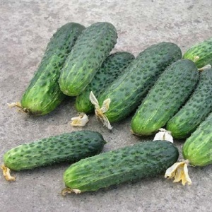 Семена огурец Изумрудная семейка корнишон F1 Авторские 1+1 20шт Гавриш