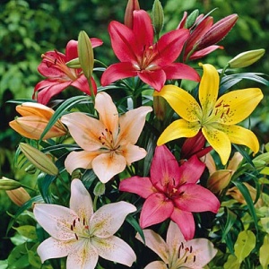 Луковица НВМ Лилия Азиатская Микс 10/12 3шт