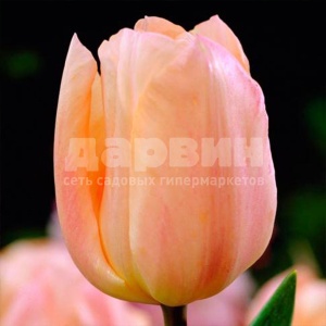 Луковица тюльпан Априкот Бьюти 5 шт 11/12
