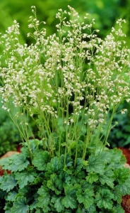 Корневище HBM Гейхера трясунковидная Шнеевитхен 1шт/уп