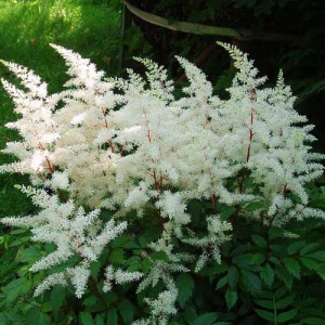 Корневище НВМ Астильба Белая 11/12 1шт