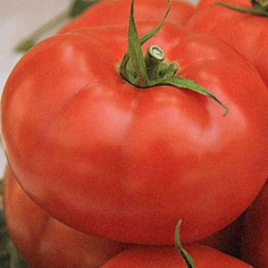 Семена томат Дружок F1 Авторские 12шт Гавриш