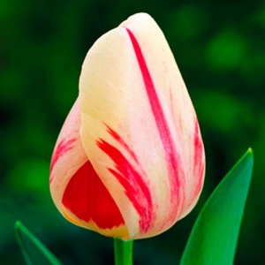 Луковица НВМ Тюльпан Бернинг Харт 11/12 красно-кремовый 5шт