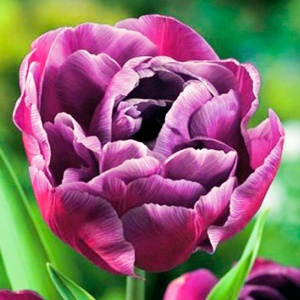 Луковица НВМ Тюльпан Блю Даймонд 10/11 сиреневый 5шт