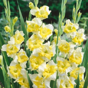 Луковица НВМ Гладиолус Багги 10/12 5шт