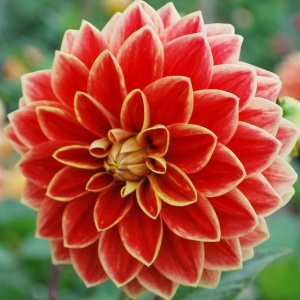 Клубень НВМ Георгина Декоративная Максим (II) 1шт