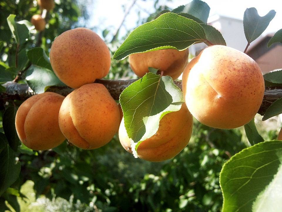 Гибрид сливы и абрикоса и персика шарафуга фото