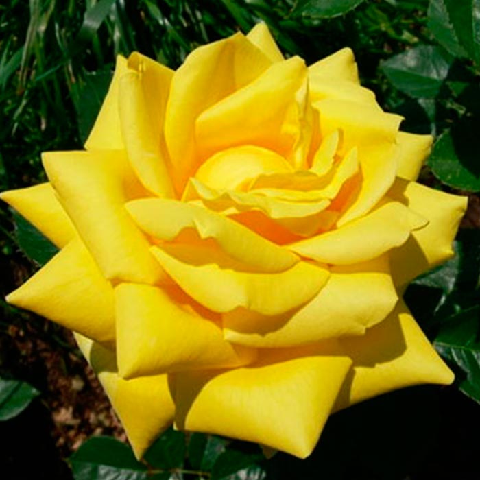 Роза чайно-гибридная Беролина v5 Tim