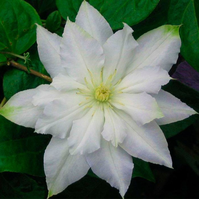 Клематис белый крупноцветковый сорта фото