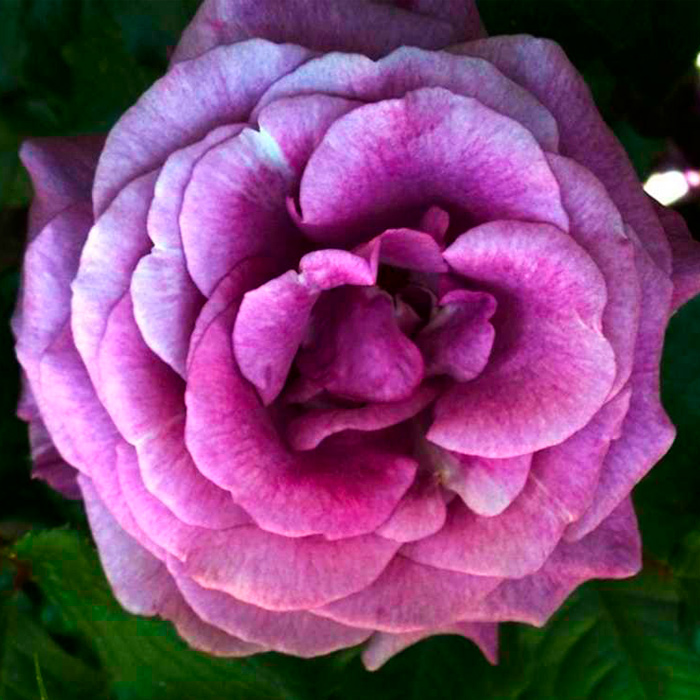 Роза чайно-гибридная Виолетт Парфюм v5 Tim
