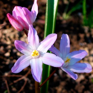 Корневище НВМ Хионодокса Росэа 5/6 розовый 10шт