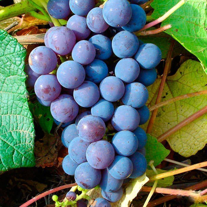Виноград плодовый Левокумский, фиолетовый 2-х летка