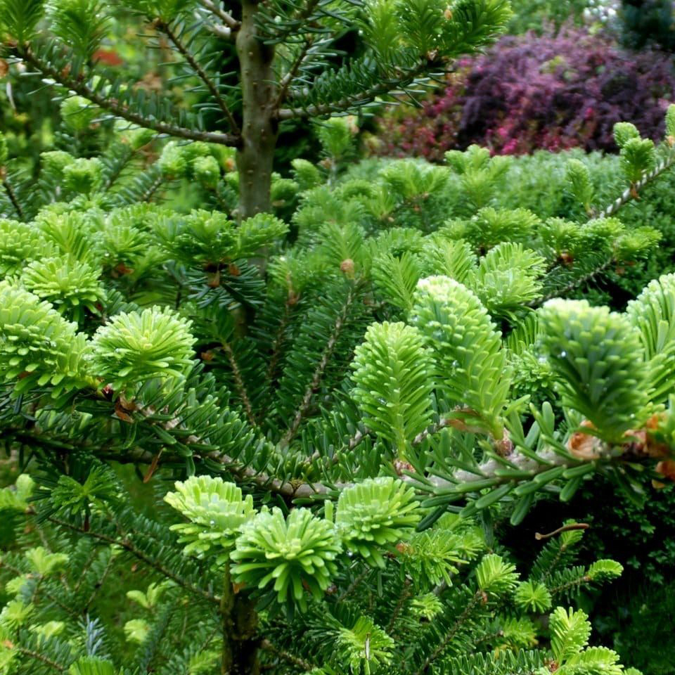 Пихта корейская Abies Koreana Aurea