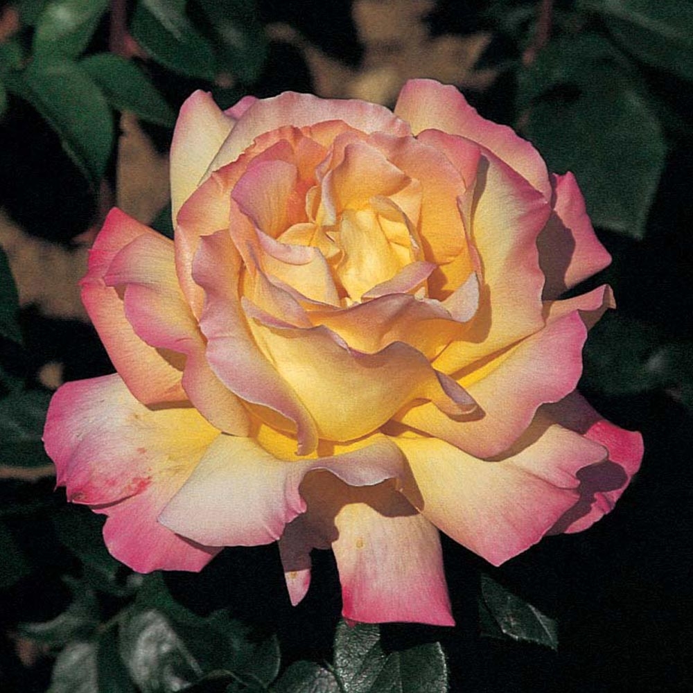Роза чайно-гибридная Мадам А. Мейланд v7 Tim