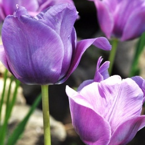 Луковица НВМ Тюльпан Блю Амэйбл 10/11 лиловый 5шт