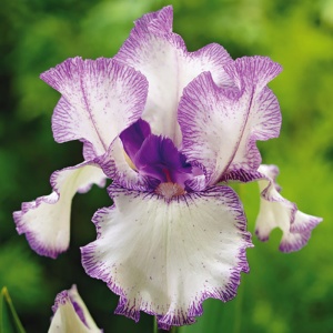 Корневище НВМ Ирис Германский Блю Стаккато (I) 1шт