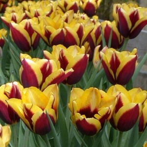 Луковица НВМ Тюльпан Гавота 10/11 вишневый 5шт