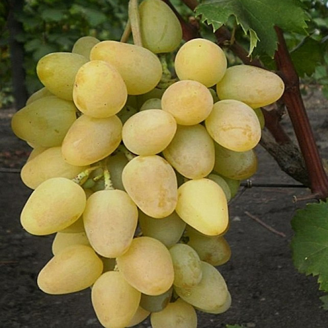 Виноград плодовый Монарх, желтый v5 Tim