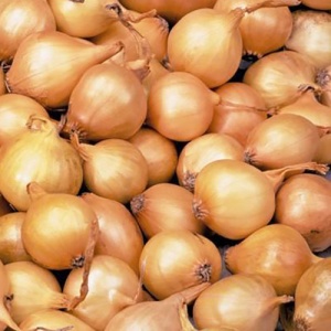 Лук-севок Коррадо F1 14-21мм 0,5кг