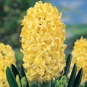 Луковица НВМ Гиацинт Сити оф Харлэм 14/15 желтый 3шт