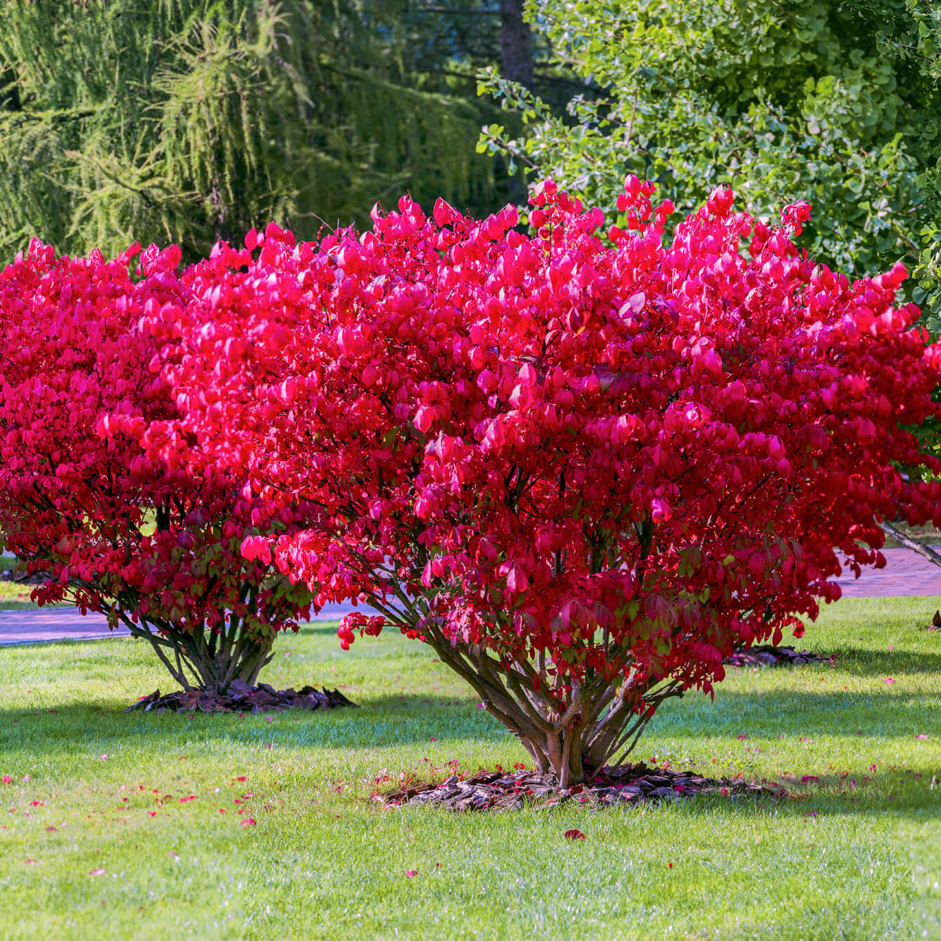 Декоративные цветущие деревья для сада фото и названия