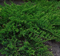 Растение можжевельник горизонтальный Принс оф Уэльс с2-3, 20-30см