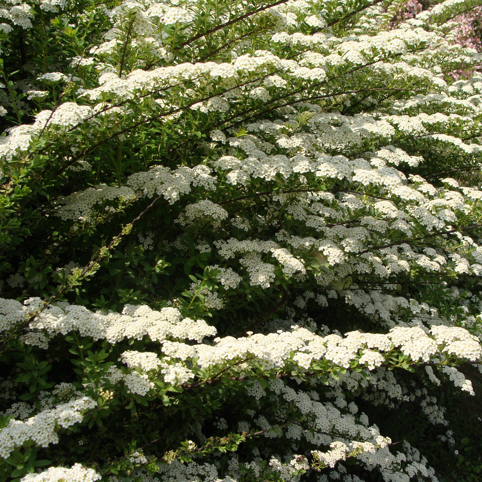 Белые цветы кустарник название и фото