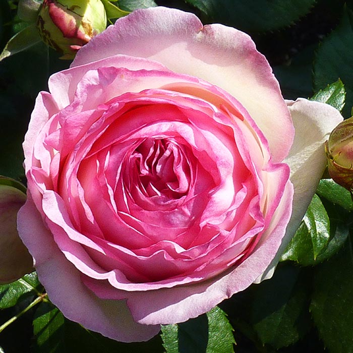 Роза чайно-гибридная Иден Роуз с5 Tim