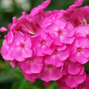 Корневище НВМ Флокс Пинк (I) 1шт