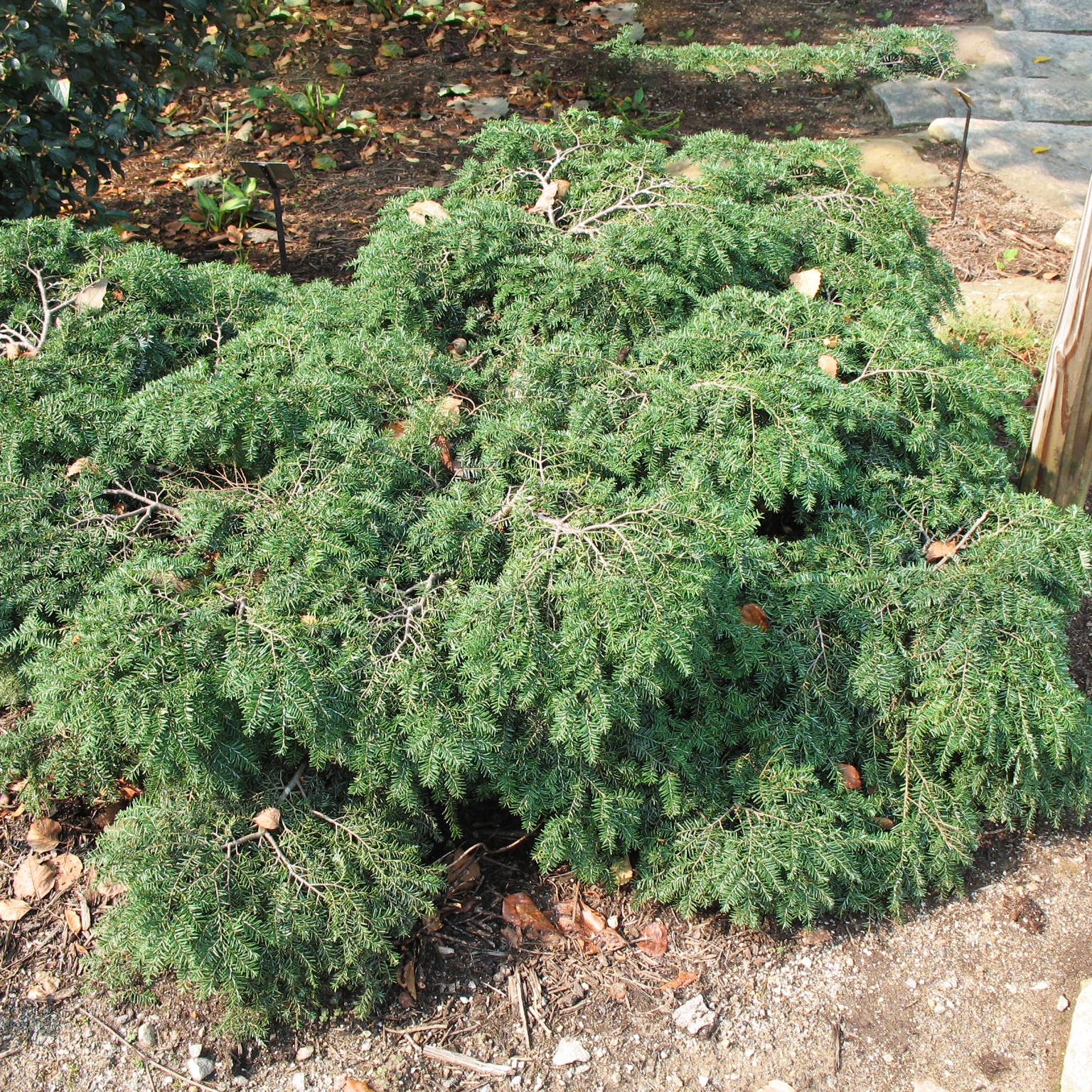 Tsuga canadensis Bennett