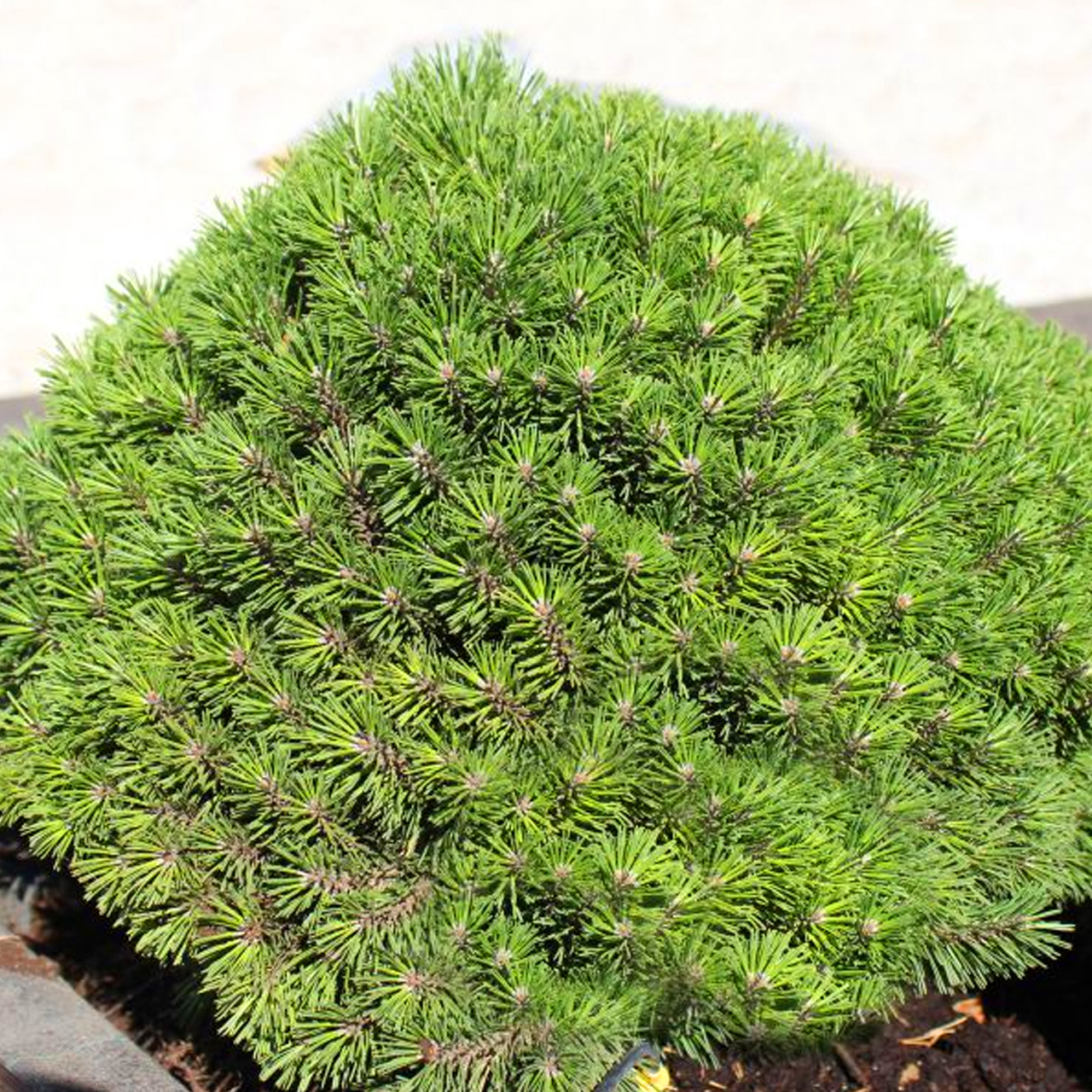 Pinus mugo hnizdo