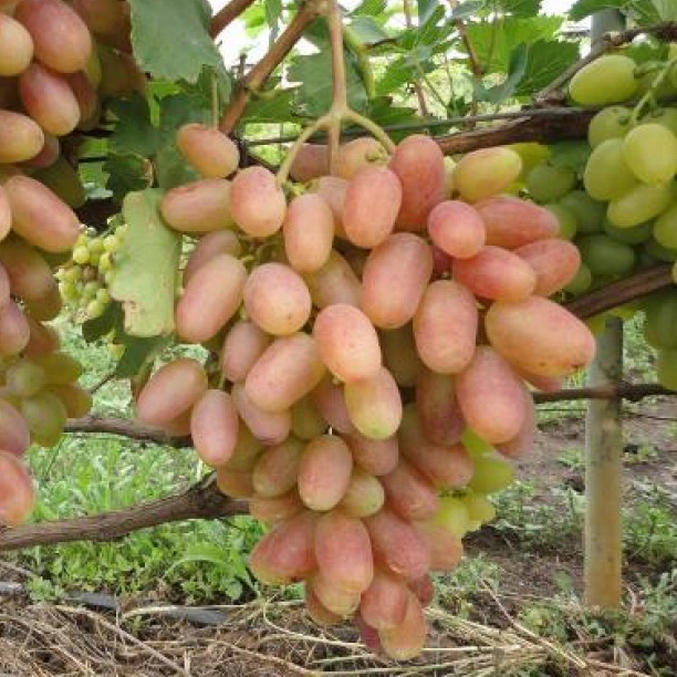 Виноград плодовый Преображение, розовый  v5 Tim