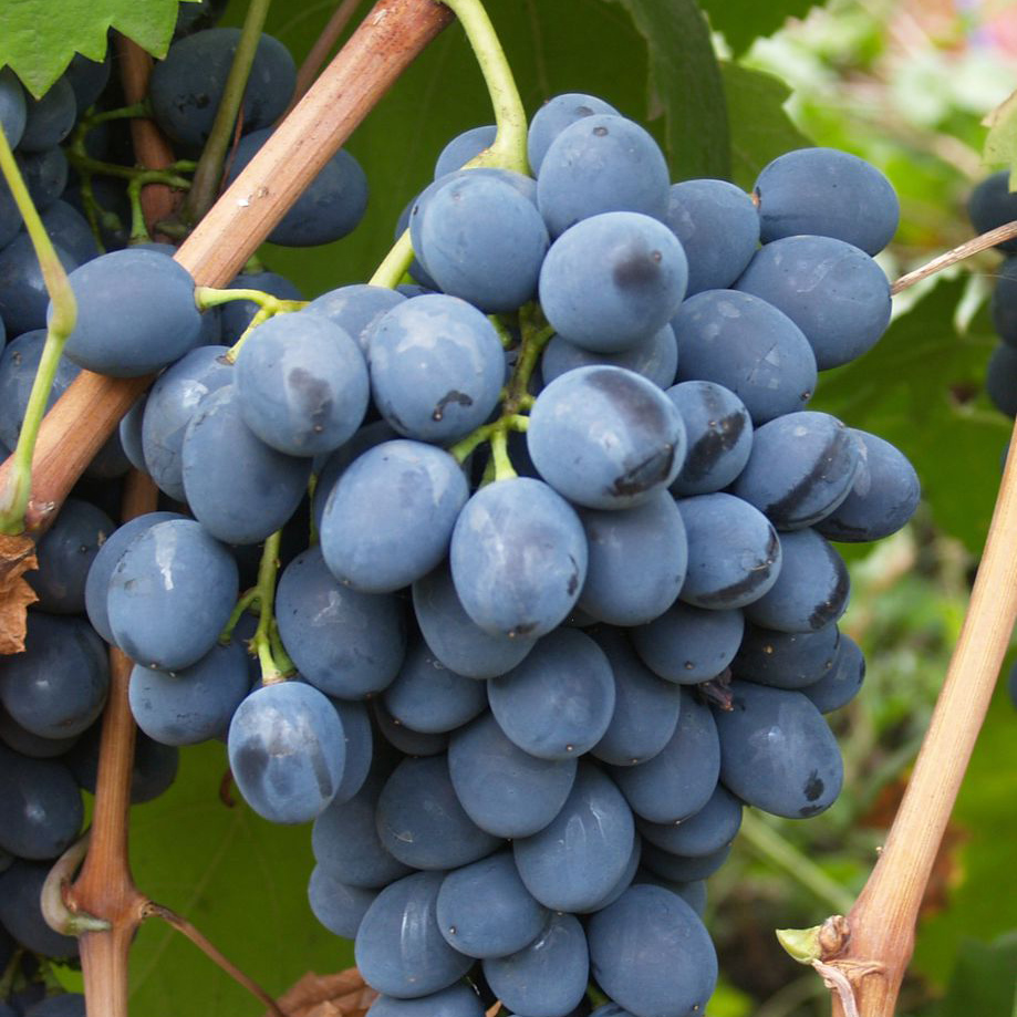 Виноград плодовый Молдова, фиолетовый v5 Tim