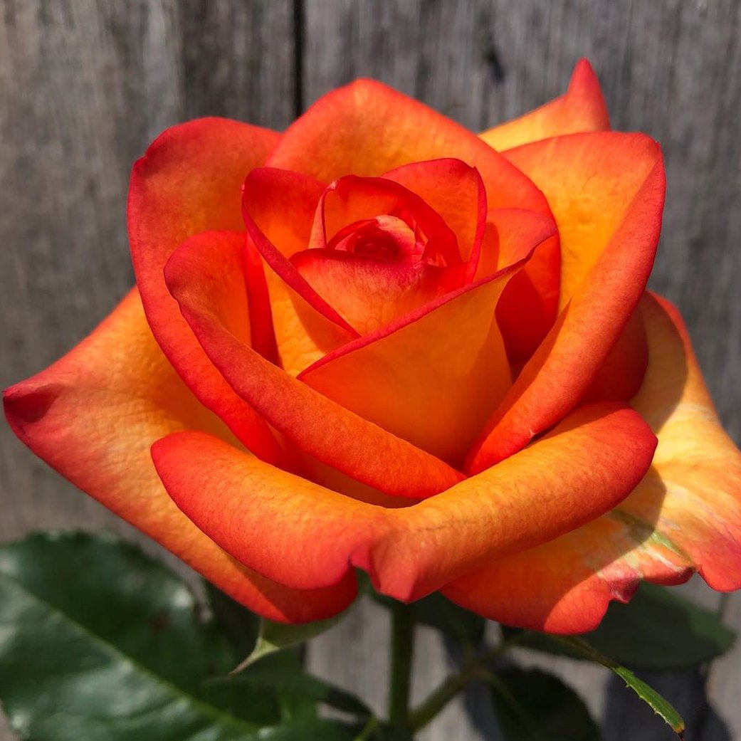 Роза золотая магия фото описание