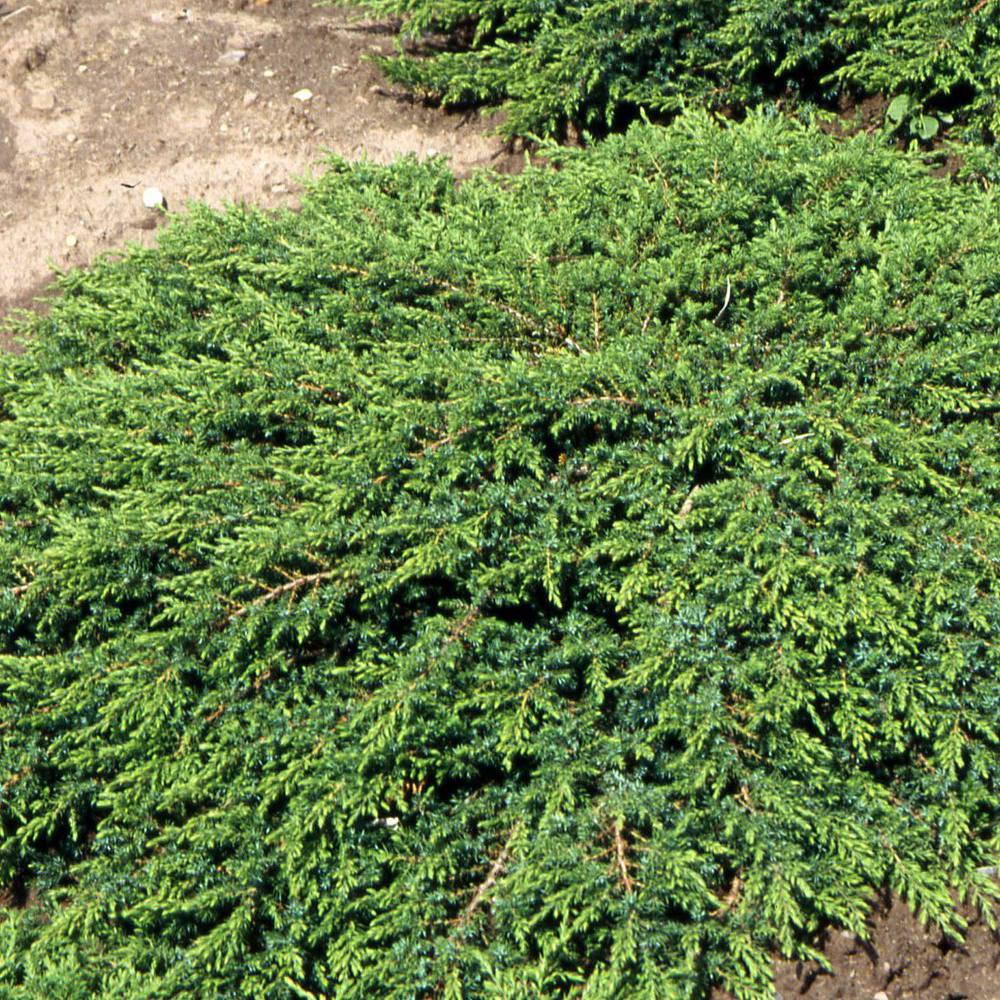 Можжевельник Грин карпет Green Carpet