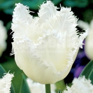 Луковица НВМ Тюльпан Дайтона 10/11 белый 5шт