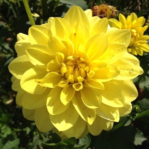 Клубень НВМ Георгина Декоративная Американ Сан (II) 1шт