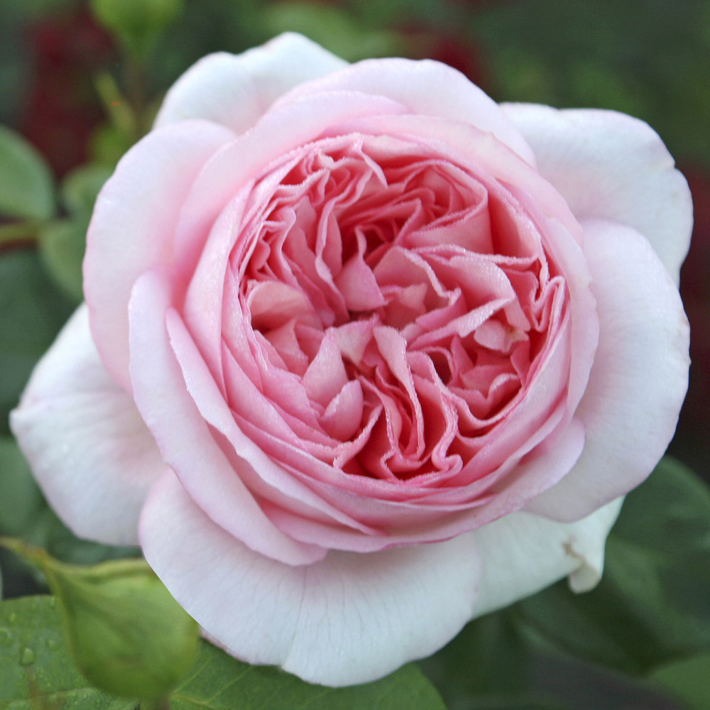 Роза чайно-гибридная БОБИНО v7 Fr