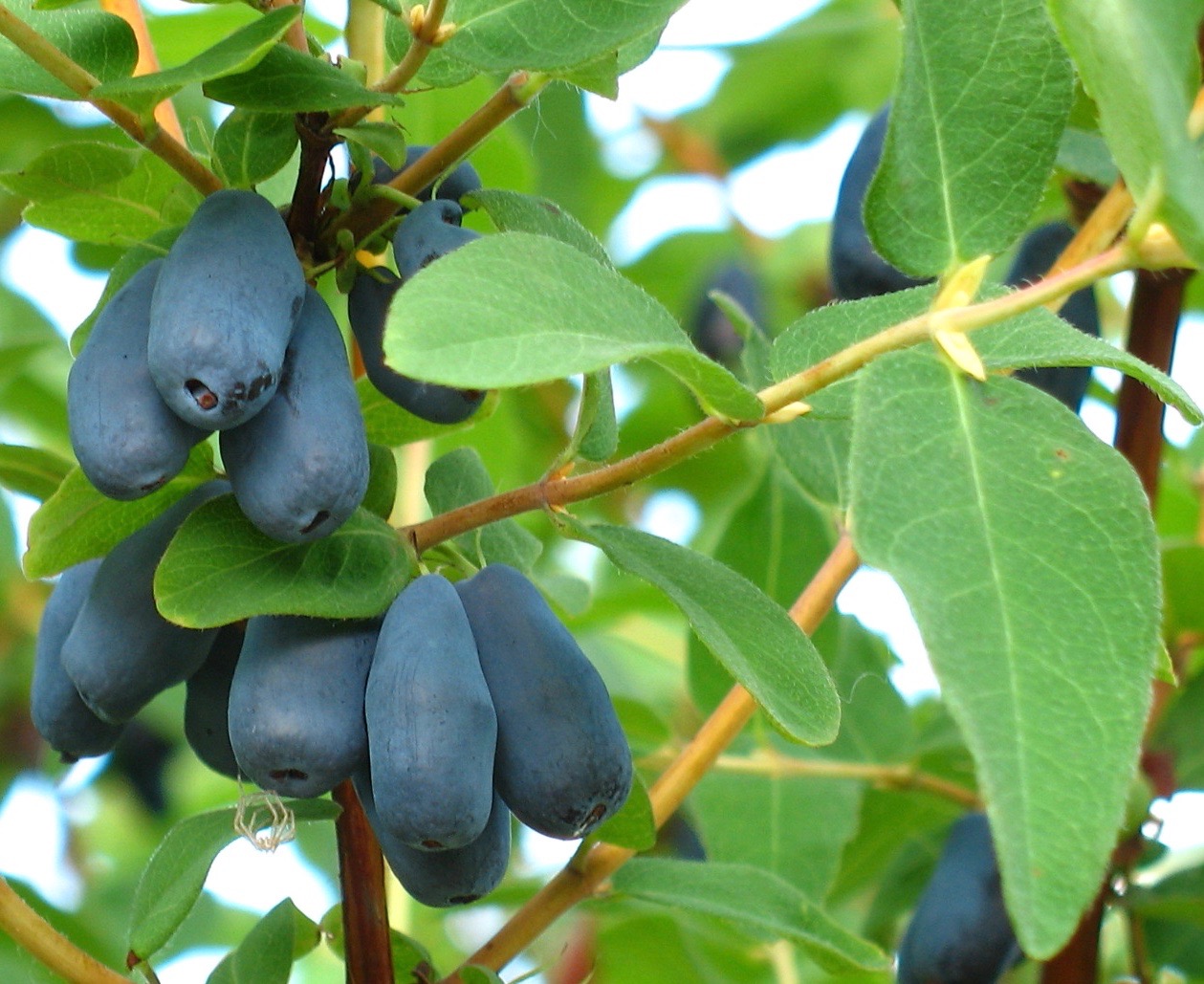 Жимолость синяя, съедобная Lonicera caerulea