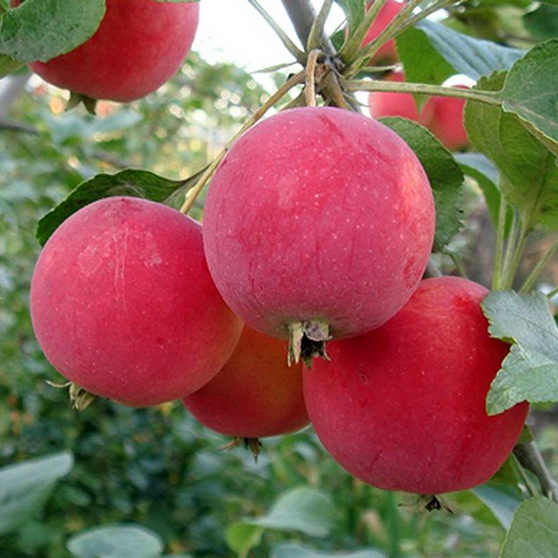 Фото яблоня алтайское бархатное